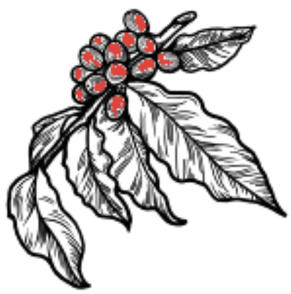 Coffee leaf and cherry graphic